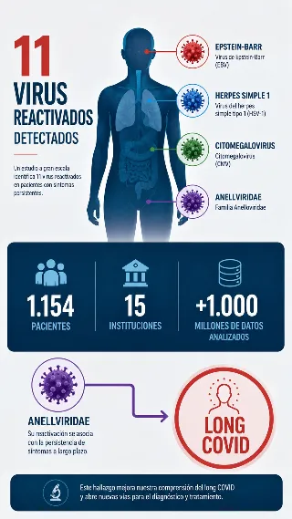 Silueta del cuerpo humano con 4 iconos de virus destacados y la cifra de 11 virus reactivados detectados en el estudio