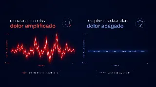 Comparación de señal de dolor sin receptores (línea roja irregular) frente a con receptores restaurados (línea calmada)