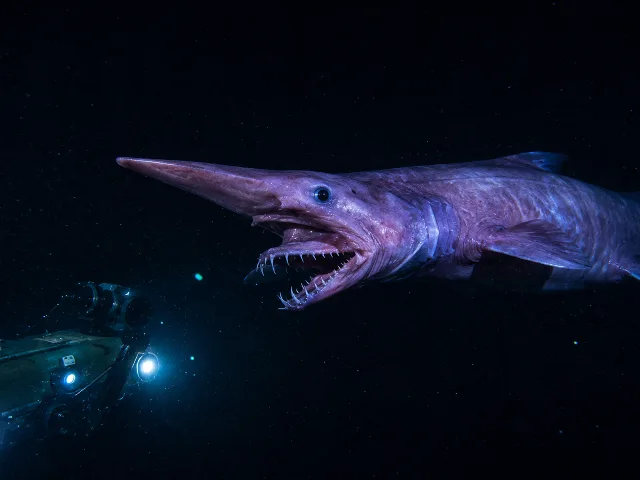 Tiburon duende bioluminiscente con AUV azul en el abismo
