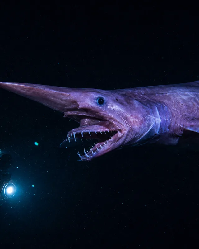 Tiburon duende bioluminiscente con AUV azul en el abismo