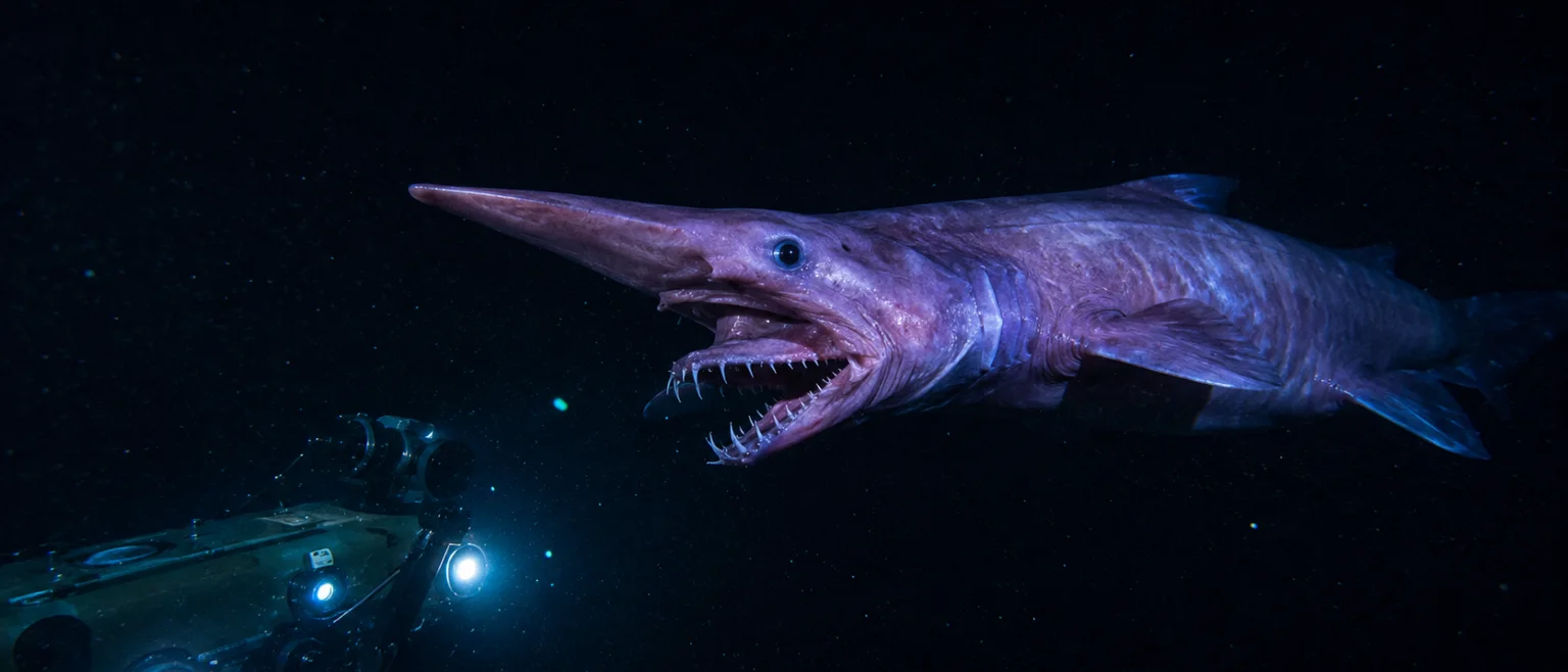 Tiburon duende bioluminiscente con AUV azul en el abismo