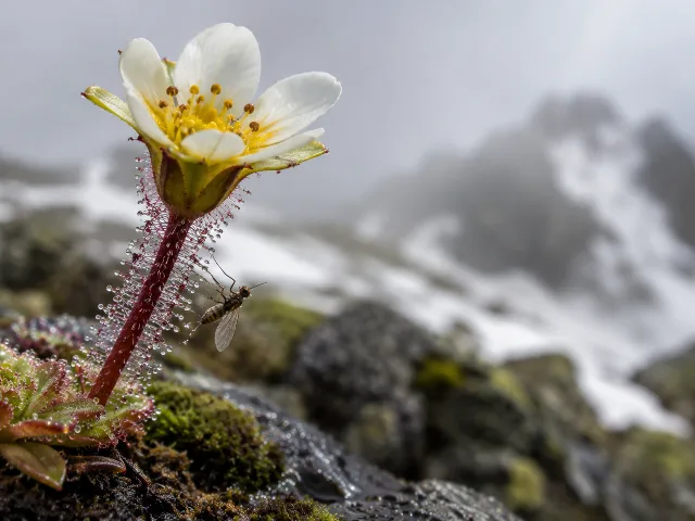 Macrofotografía de una flor alpina blanca y amarilla de Saxifraga con pelos glandulares pegajosos y un pequeño insecto atrapado