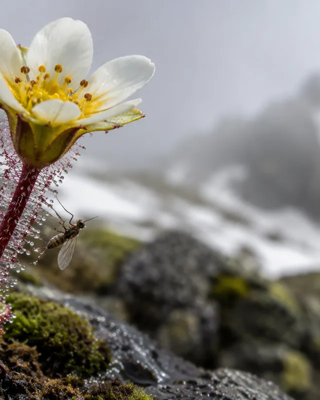 Macrofotografía de una flor alpina blanca y amarilla de Saxifraga con pelos glandulares pegajosos y un pequeño insecto atrapado